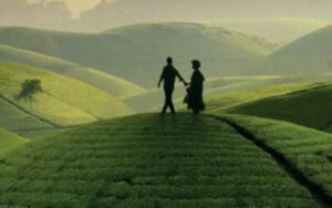 شاي أسود Black Tea