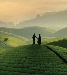 شاي أسود Black Tea