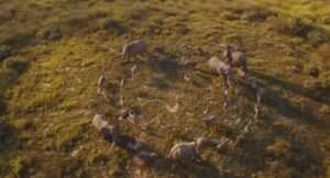 Mufasa: The Lion King (2024)