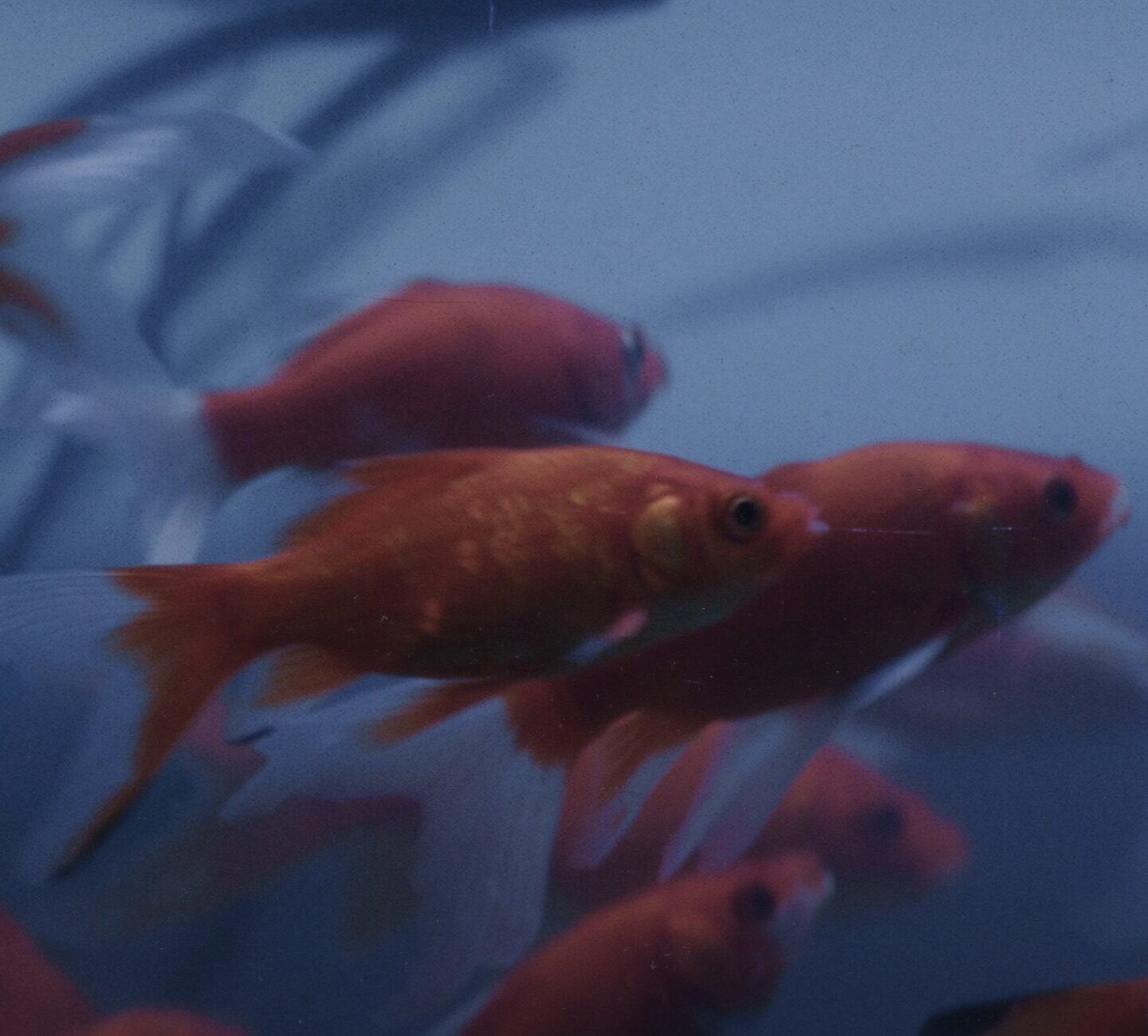 قائمة مهرجان البحر الأحمر للأفلام القصيرة المشاركة في دورته الخامسة
