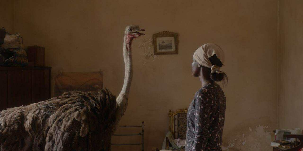 عائشة لا تستطيع الطيران (2025) 
للمخرج مراد مصطفى